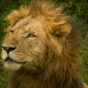 A Lion Of Courage ~ Getting married to amazement